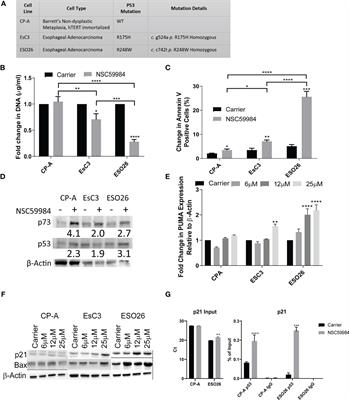 Targeting mutant p53-R248W reactivates WT p53 function and alters the onco-metabolic profile